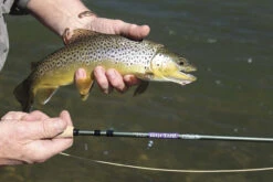 St. Croix Mojo Trout Fly Rods -Fishing Supplies Store st croix mojo trout fly rods 39565.1651292906